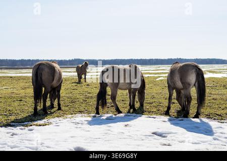 Trois chevaux qui paissent avec un compagnon solitaire approchant de loin, dégeler des marais et de la neige inégale, lumière douce Banque D'Images