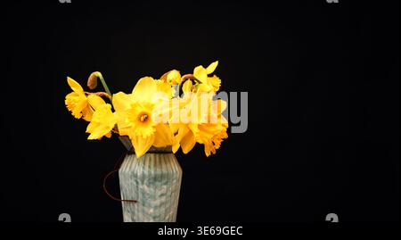 Jonquilles jaune vif disposées dans un conteneur en céramique mis en valeur par un éclairage studio dramatique Banque D'Images