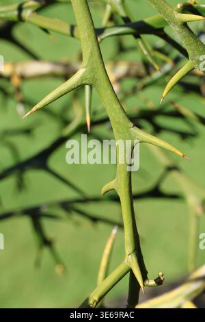 Citrus trifoliata. Gros plan de branches vertes avec de grandes épines de plante d'orange amère japonaise. Banque D'Images