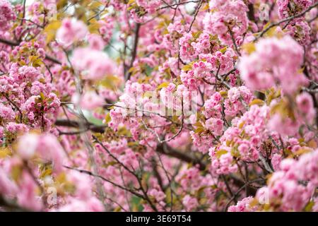 Fleurs de cerisier roses de Kwanzan East Potomac Park Washington DC États-Unis / WASHINGTON, D.C. — les fleurs de cerisier roses de Kwanzan s'ouvrent en amas denses à deux pétales le long de feuilles de bronze émergentes dans une vue rapprochée, jeudi 2 avril 2026. Ces fleurs vibrantes sont une caractéristique du printemps dans East Potomac Park, où elles fleurissent généralement plus tard que les cerisiers Yoshino plus célèbres. Les pétales luxuriants à volants créent un auvent doux et texturé qui attire les visiteurs vers le front de mer. Cette exposition saisonnière transforme le paysage en une tapisserie éclatante de rose et de vert. Banque D'Images