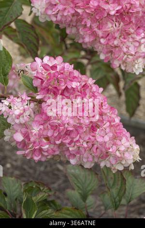 Panicle hydrangea (Hydrangea paniculata VANILLE FRAISE), RHS Bridgewater, Grande-Bretagne Banque D'Images