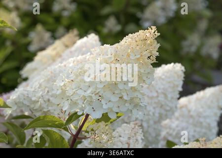 Panicle hydrangea (Hydrangea paniculata VANILLE FRAISE), City Park, Finlande Banque D'Images