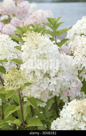 Panicle hydrangea (Hydrangea paniculata 'Silver Dollar'), City Park, Finlande Banque D'Images