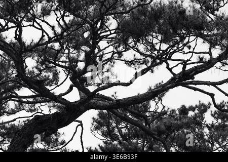 Image artistique en noir et blanc de branches d'arbres formant un motif abstrait contre le ciel. Arrière-plan naturel minimal avec fort contraste Banque D'Images