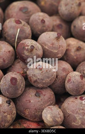 Beaucoup de fruits ronds exposés à un étal de marché en automne Banque D'Images
