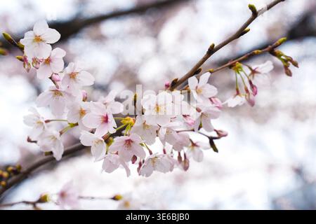 Fleurs de cerisier en pleine floraison sur une branche d'arbre de sakura à Shukugawara, Japon. Banque D'Images