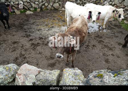 Vache brune avec glands cérémoniels rouges face à la caméra dans le Corral Muddy Andean pendant Herranza au Pérou Banque D'Images