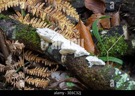 Croûte grillagée, Byssomerulius corium, Millyford Bridge, New Forest, Hampshire, ROYAUME-UNI Banque D'Images