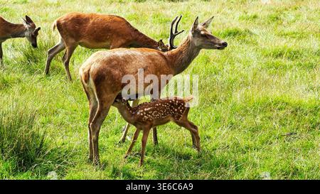 Cerf rouge derrière allaitant son fauve tachetée dans un pré ensoleillé, Putbus. Banque D'Images