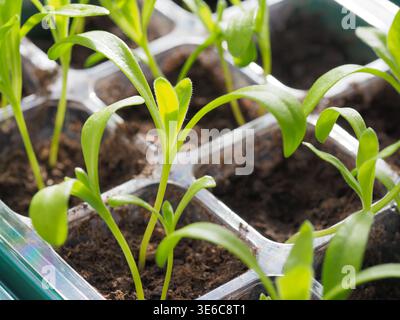 Jeunes plants verts poussant dans un plateau de multiplication en plastique rempli de sol riche en nutriments, symbolisant une nouvelle vie, une croissance et le début de l’agr Banque D'Images