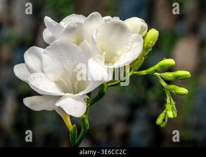 fleurs de freesia blanches et bourgeons verts Banque D'Images