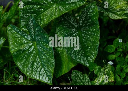 Gros plan du feuillage varié de plantes d'intérieur Aglaonema Banque D'Images