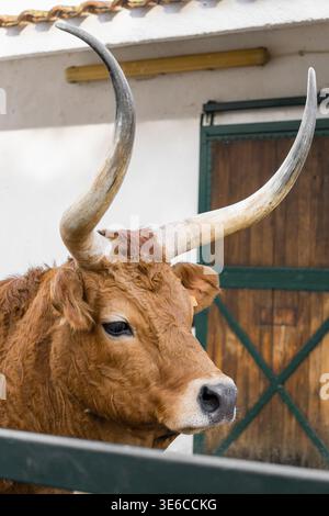 vache brune avec de grandes cornes à la ferme Banque D'Images