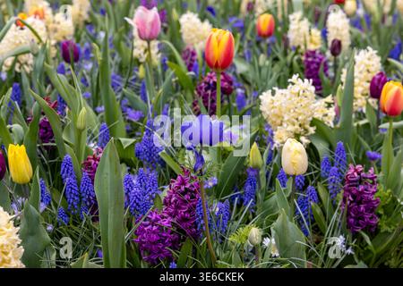 L'abondance de couleurs et de senteurs de diverses espèces de fleurs fleurissant dans le jardin de printemps Banque D'Images