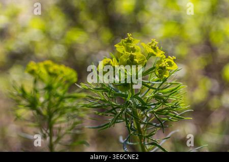 Cypress Spurge affiche des fleurs jaune-vert éclatantes au milieu de feuilles étroites dans une prairie ensoleillée mettant en valeur ses caractéristiques frappantes pendant la saison chaude. Banque D'Images