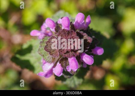 Fleurs de Lamium purpueum, connues sous le nom d'ortie morte rouge, d'ortie morte pourpre ou d'archange pourpre Banque D'Images