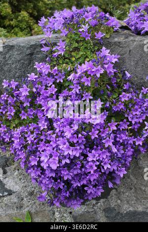 Bellflower serbe - Campanula poscharskyana Banque D'Images