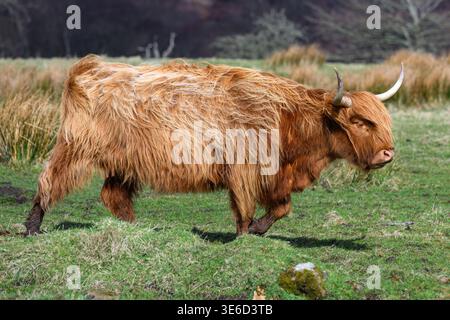Belle vache Highland en Écosse Banque D'Images