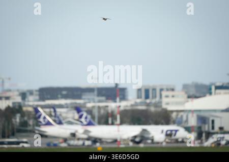 Un Skylark eurasien est vu en vol à l'aéroport de Chopin à Varsovie, en Pologne, le 5 avril 2026. Les prix du carburéacteur ont augmenté de près de 60 % depuis Banque D'Images
