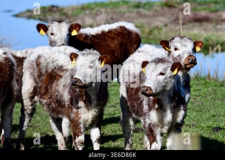 Veaux anglais Longhorn (Bos taurus) Banque D'Images
