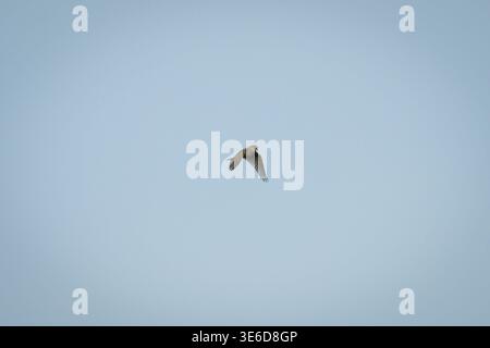 Varsovie, Pologne. 05th Apr, 2026. Un Skylark eurasien est vu dans les airs près de l'aéroport de Chopin à Varsovie, en Pologne, le 5 avril 2026. Les prix du carburéacteur ont augmenté de près de 60 pour cent depuis le début du conflit en Iran. Bien que les compagnies aériennes polonaises aient couvert leurs contrats de carburant de manière significative, des hausses de prix à long terme n'ont pas été exclues. (Photo de Jaap Arriens/Sipa USA) crédit : Sipa USA/Alamy Live News Banque D'Images