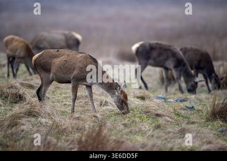 Nuages de cerfs roux (Cervus elaphus) pâturant sur landes, troupeau en arrière-plan, Danemark, printemps Banque D'Images