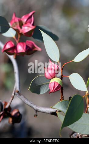Bourgeons floraux brillants de la famille des myrtacées indigène australienne, Eucalyptus pachyphylla. Endémique aux plaines sablonneuses et au désert de WA, NT Banque D'Images