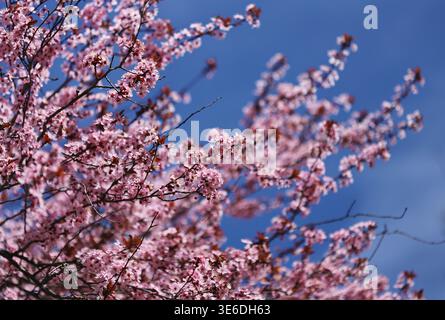 Prune nigra (Prunus cerasifera) Banque D'Images