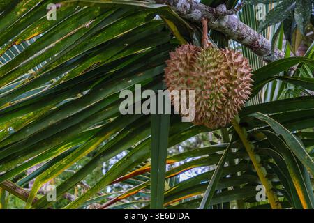 Fruit Durian Spiky suspendu à un arbre tropical Banque D'Images