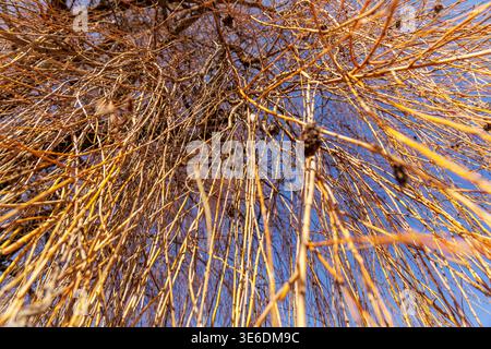 Prise de vue à angle bas regardant vers le haut à travers des branches de saule dorées dans un ciel bleu clair. Motif abstrait naturel de la croissance printanière et du réveil saisonnier dans A. Banque D'Images