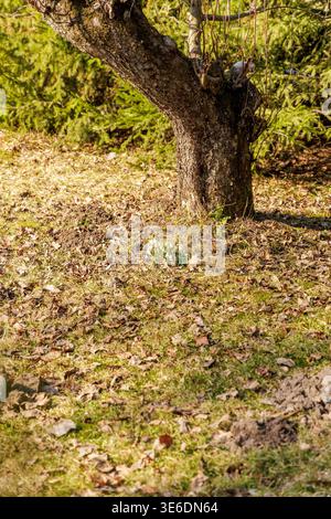 De petites fleurs blanches en forme de goutte de neige Galanthus nivalis fleurissent dans l'herbe à la base d'un vieux tronc d'arbre moussue au début du soleil de printemps. Banque D'Images