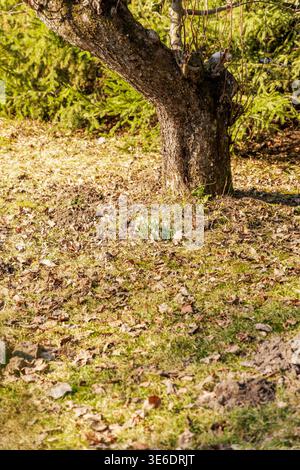 De petites fleurs blanches en forme de goutte de neige Galanthus nivalis fleurissent dans l'herbe à la base d'un vieux tronc d'arbre moussue au début du soleil de printemps. Banque D'Images