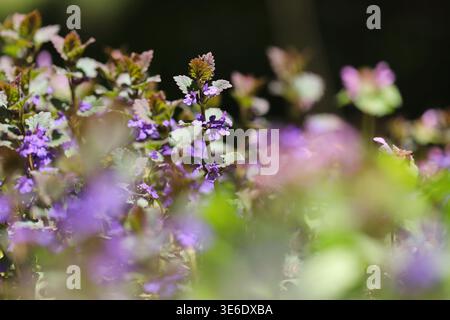 Ortie morte violette (Lamium purpureum) Banque D'Images
