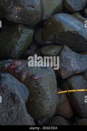 Les crabes du rivage lumineux s'accrochent aux roches de basalte lisses à Madère à marée basse. Les bernacles parsèment un rocher supérieur et un brin d'algues jaunes serpente à travers le lowe Banque D'Images