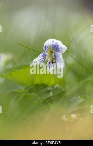 Une vue rapprochée de délicates fleurs sauvages violettes blanches poussant au milieu de l'herbe verte luxuriante. La scène naturelle capture la beauté et la simplicité du blo sauvage Banque D'Images