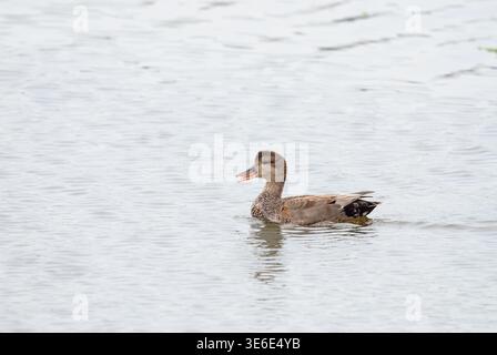Un canard Gadwall mâle, Mareca strepera, nage gracieusement par une journée sereine et couverte dans les Hackensack Meadowlands, mettant en valeur son plumage subtil Banque D'Images