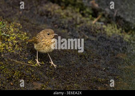 robin Erithacus rubecula européen, juvénile perché sur un banc mousselé, île de Rùm, Écosse, Royaume-Uni, juin Banque D'Images
