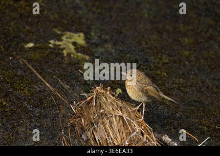 robin Erithacus rubecula européen, juvénile perché sur un banc mousselé, île de Rùm, Écosse, Royaume-Uni, juin Banque D'Images