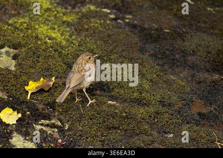robin Erithacus rubecula européen, juvénile perché sur un banc mousselé, île de Rùm, Écosse, Royaume-Uni, juin Banque D'Images
