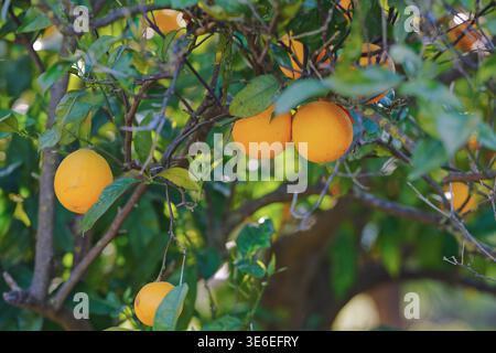 Plusieurs oranges brillantes accrochées ensemble sur les branches d'un arbre d'agrumes au feuillage vert dense dans un verger ensoleillé. Banque D'Images