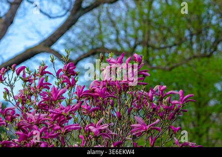 Magnolia fleuri avec des pétales rose vif contre des arbres verts au printemps. Banque D'Images