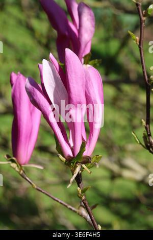 Magnolia 'Susan'. Gros plan de fleurs en coupelle parfumées avec des extérieurs violets et des intérieurs rose pâle au printemps. Banque D'Images