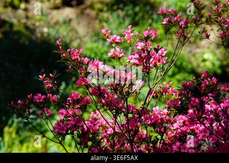 Azalées roses vibrantes en pleine floraison aux jardins de Hever Castle par un jour ensoleillé de printemps, Kent, Angleterre. Château de Hever, Hever, Angleterre Banque D'Images