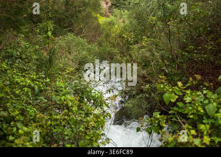 L'eau vive se précipite à travers des arbustes emmêlés dans un ravin humide sur Madère. La lumière du jour douce et un point de vue bas encadrent l'eau mousseuse entre les ronces et laure Banque D'Images
