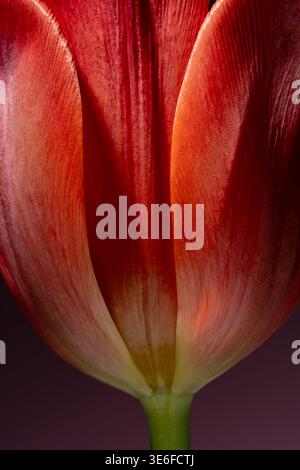 Un gros plan captivant d'une tulipe rouge vibrante, mettant en valeur les textures délicates et les couleurs riches de ses pétales, présenté dans un co artistique et élégant Banque D'Images