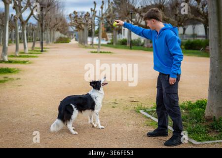 Homme dressant le chien de collie de frontière avec une balle de tennis Banque D'Images