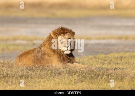 Un grand lion africain mâle mature (Panthera leo) avec une crinière épaisse couchée dans l'herbe dorée des plaines de Ndutu, Tanzanie. Banque D'Images