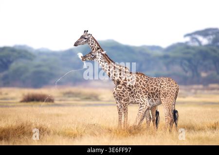 Deux girafes Masai (Giraffa tippelskirchi) debout dans la lumière dorée de l'après-midi parmi les arbustes d'acacia, zone de conservation de Ndutu, Tanzanie Banque D'Images