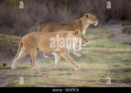 Deux Lions africains femelles adultes (Panthera leo) rôdant dans les prairies sèches à la recherche de proies, zone de conservation de Ndutu, Tanzanie Banque D'Images