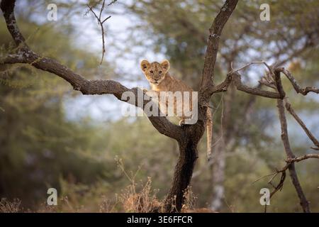 Un jeune Lion africain ludique (Panthera leo) perché sur une branche d'arbre dans les bois d'acacia de la zone de conservation de Ndutu, Ngorongoro Conservancy Banque D'Images